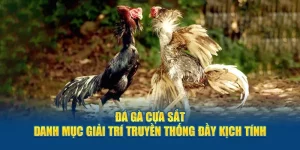 Đá Gà Cựa Sắt - Danh Mục Giải Trí Truyền Thống Đầy Kịch Tính