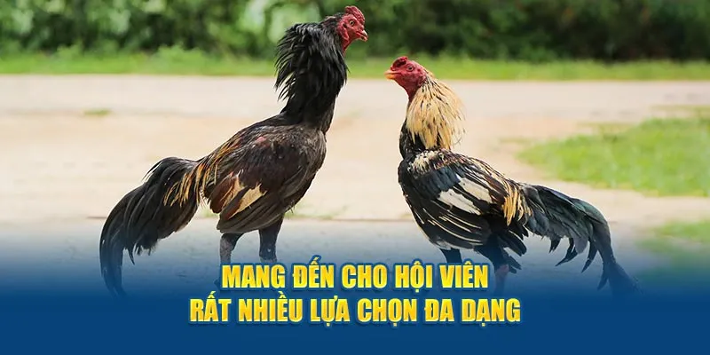 Mang đến cho hội viên rất nhiều lựa chọn đa dạng