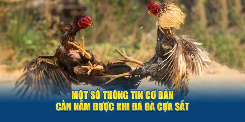 Một số thông tin cơ bản cần nắm được khi đá gà cựa sắt